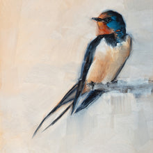 Barn Swallow