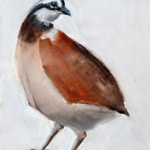 Bob White Quail