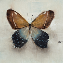 Butterfly Study 2