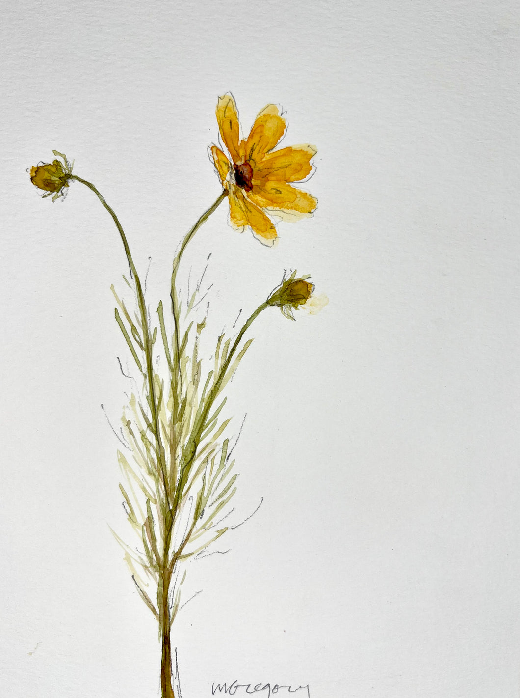 Coreopsis