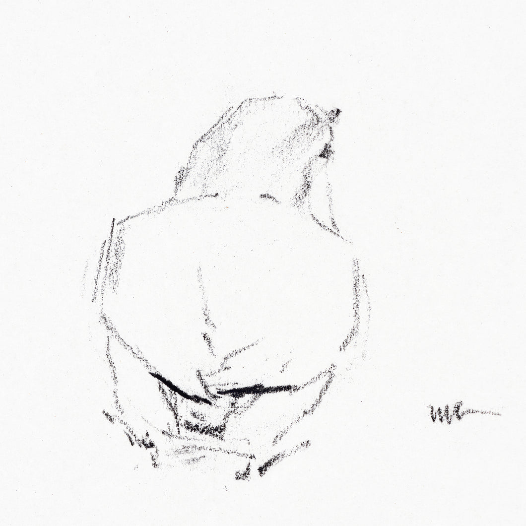 Bird Sketch