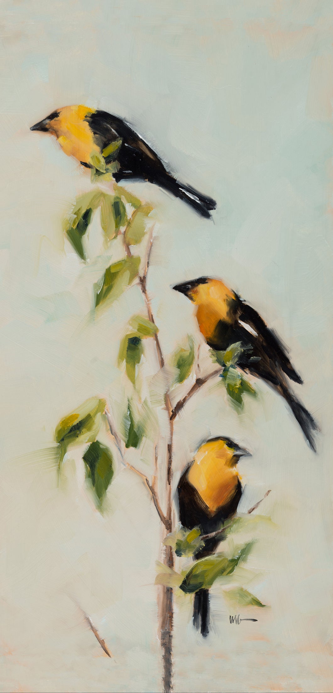 Yellow-headed Blackbirds